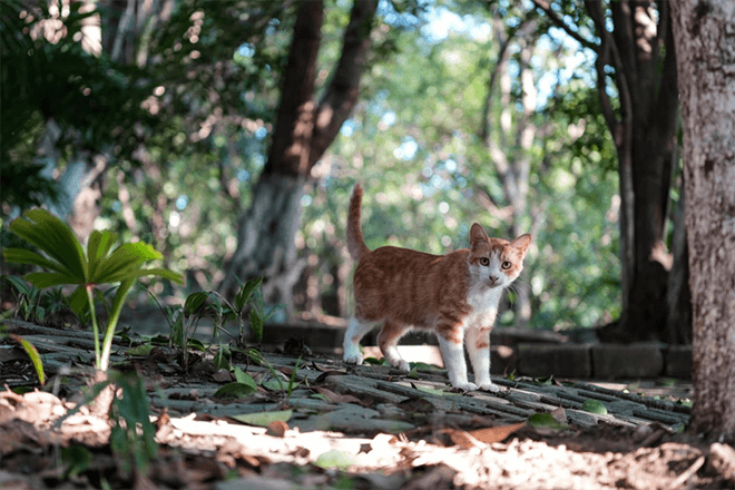 Hands-on experience with the Sigma 17-40mm F1.8