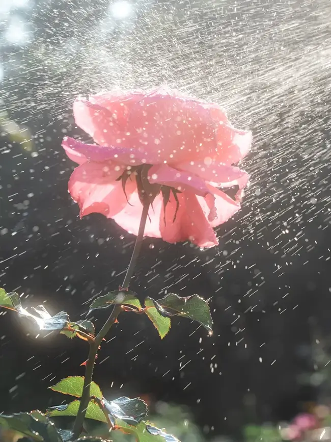 Tips for Shooting Raindrops