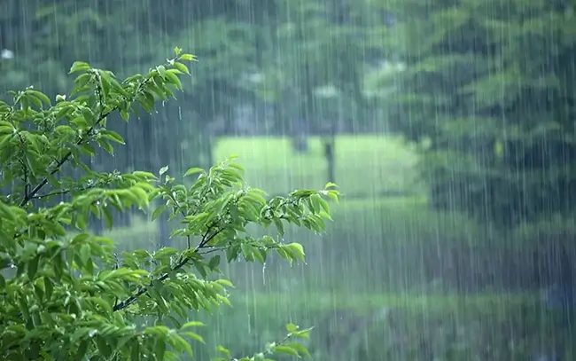 Tips for Shooting Raindrops