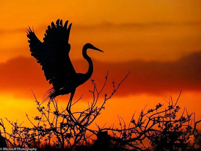How to Take Silhouette Photos