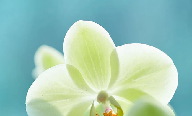 Minolta 100mm f2.8 macro