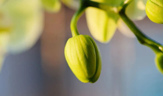 Minolta 100mm f2.8 macro