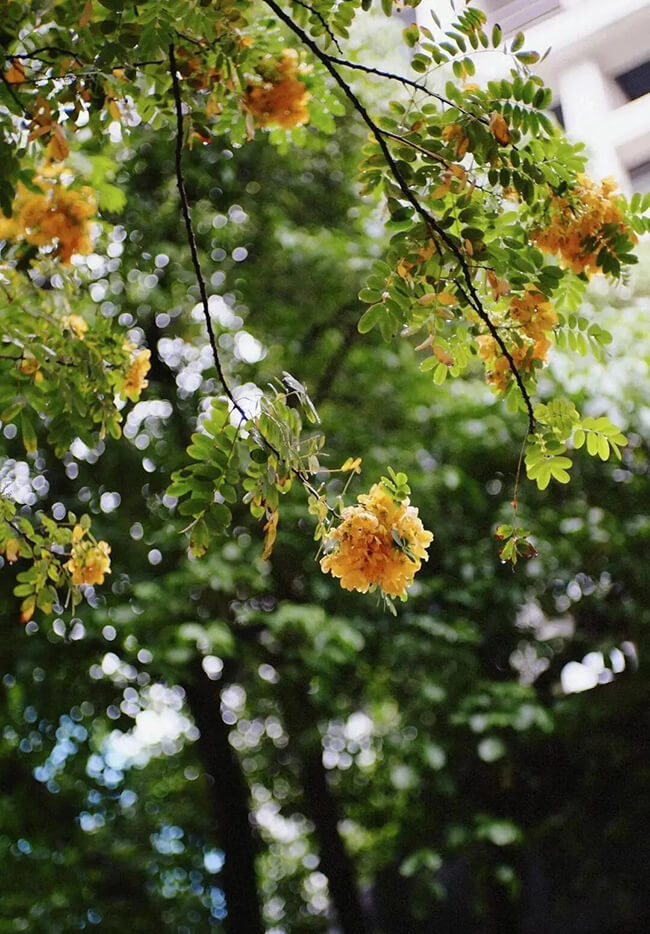 Actual shooting photos of the Fujifilm X-E1